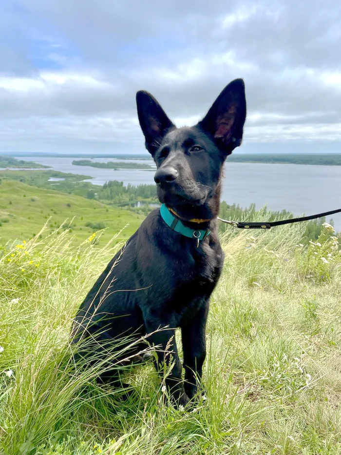 Zeus (4 months) - My, German Shepherd, Kama River, Dog, Pets, Walk, The photo