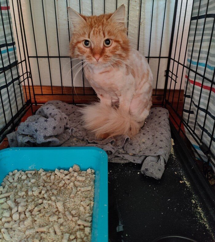 Hello from Pineapple. He has fully recovered, grown up and is happy with life. And says hello from the house of Pikabushnitsa - My, cat, Animal Rescue, Vertical video, It Was-It Was, Longpost, Found a home, Pick-up headphones, Video