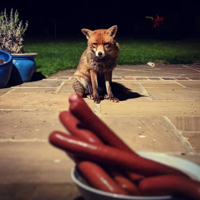 Lucky... - The photo, Fox, Animals, Sausages, Longpost