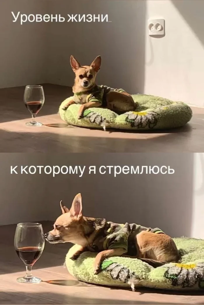 Chihuahua hedonist - My, Humor, Dog, Chihuahua, Wine, Relaxation, Hedonism, Memes, Alcohol, Picture with text