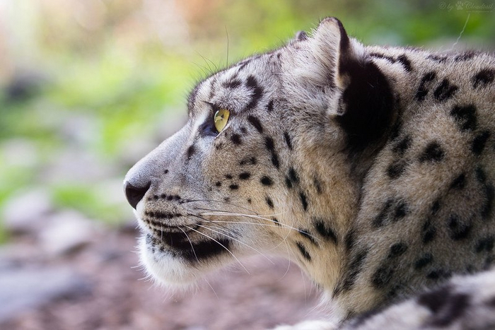 : Cloudtail the Snow Leopard
