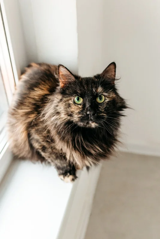 Tortoiseshell fluffy cat Tiffany in good hands - Tricolor cat, Cat lovers, Pet the cat, Homeless animals, In good hands, cat, Siberian cat, Overexposure, Shelter, Fluffy, Maine Coon, Longpost