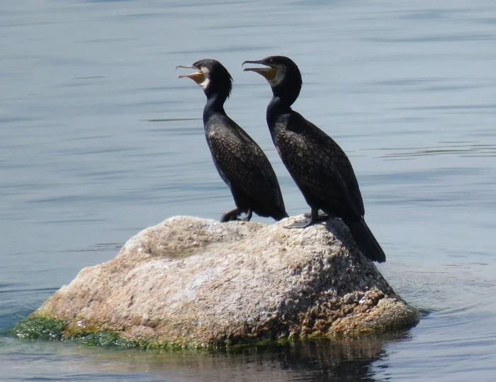 A social activist went from Baikal to Moscow to tell the authorities about the harmfulness of cormorants - Politics, Baikal, Ecology, Longpost