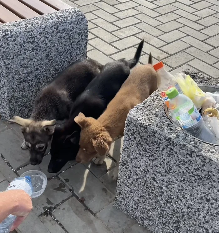 Dog and puppies near Krasnodar in a parking lot without water or food - No rating, Help, In good hands, Krasnodar, Dog, cat, Longpost