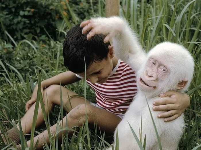 Albino animals. When nature runs out of colors... - The photo, Animals, Wild animals, Albino, Longpost