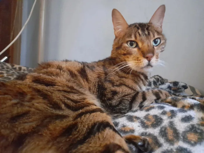 We help. Bengal, with a passport, but without registration... The owner’s passion for vodka has not only ruined his brains - Helping animals, In good hands, cat, Longpost, Saint Petersburg, No rating, Found a home