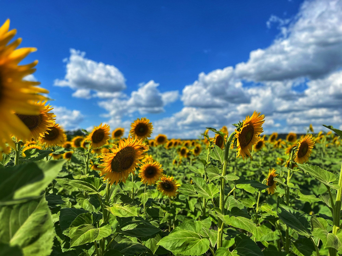 Фото: Алсу Исхакова <a href="https://pikabu.ru/story/podsolnukhi_11632717?u=https%3A%2F%2Frtraveler.ru%2Fphoto%2F1455019%2F%3Fnew_photos%3D1&t=%D0%BE%D1%82%D1%81%D1%8E%D0%B4%D0%B0&h=3c1953d7bee1e56c27daf6e8e4ace52ecf28e810" title="https://rtraveler.ru/photo/1455019/?new_photos=1" target="_blank" rel="nofollow noopener">отсюда</a>