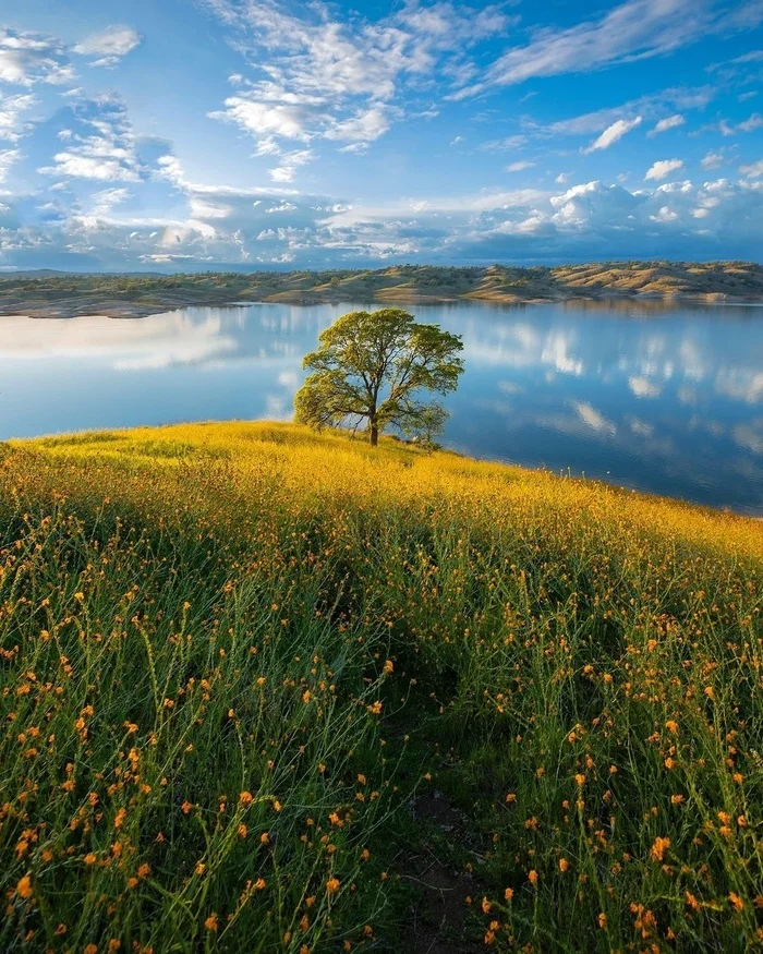 Lonely tree on the river bank - The photo, Tree, River, Landscape, Nature, Reflection