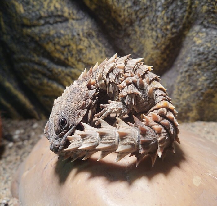 Не ешь меня, подумой!