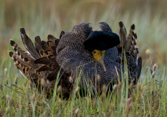 Montserrat Caballe? - Turukhtan, Birds, Mating games, wildlife, The photo