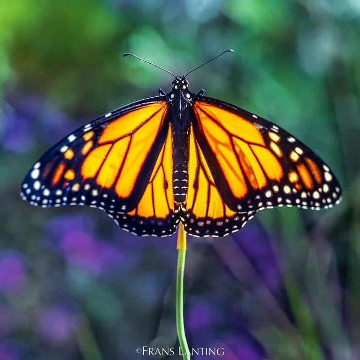 Danaid monarch - Danaida Monarch, Butterfly, Insects, Arthropods, Wild animals, wildlife, North America, The photo