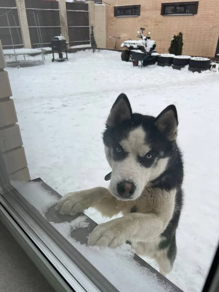 A true and best friend in your home! - In good hands, Helping animals, Is free, Dog, Husky