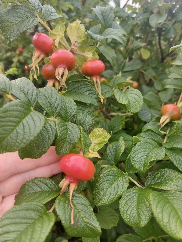 beauty of nature - beauty, Nature, Medicinal herbs, Health, Rose hip, Longpost