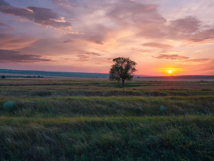 Alone in the field - My, The photo, Nature, Sunset, Sky, Evening, Clouds, Archedinskaya village, Volgograd region, Field, Tree