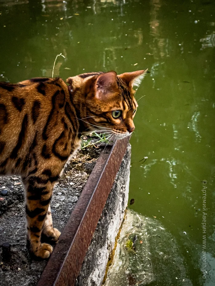 Met a cat in a city park - My, Mobile photography, Caucasian Mineral Waters, Pyatigorsk, cat