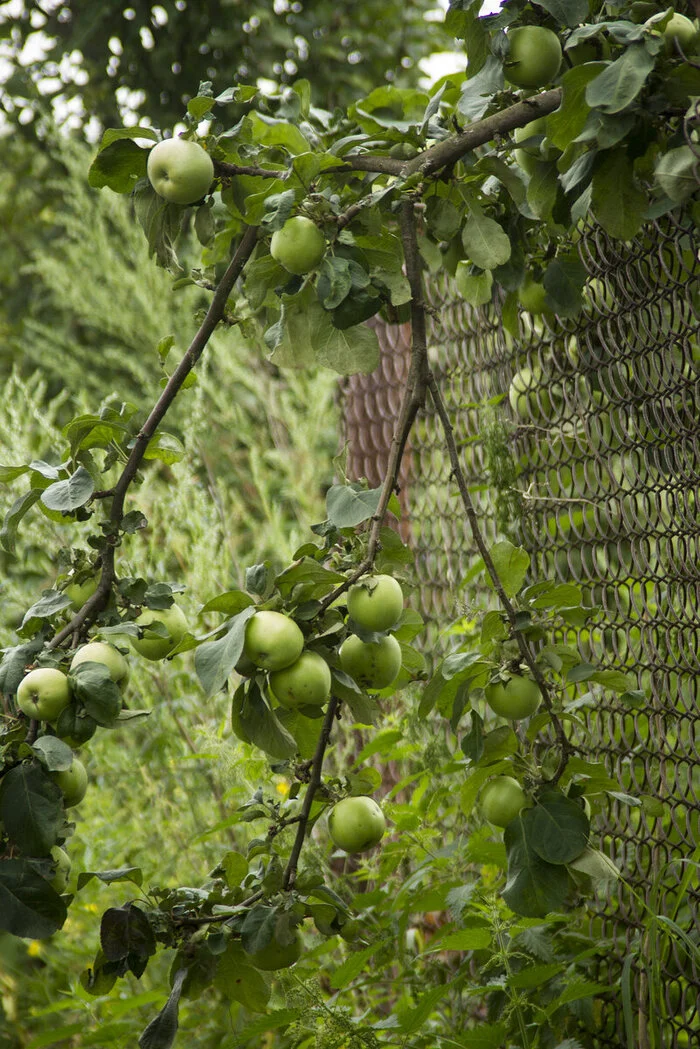 Fence between neighbors: what to do if neighbors don’t want to put a fence in half? A cunning solution for a common fence - My, Fence, Neighbours, Troubled neighbors, Fencing, Dacha, Vacation home, Repair, Tools