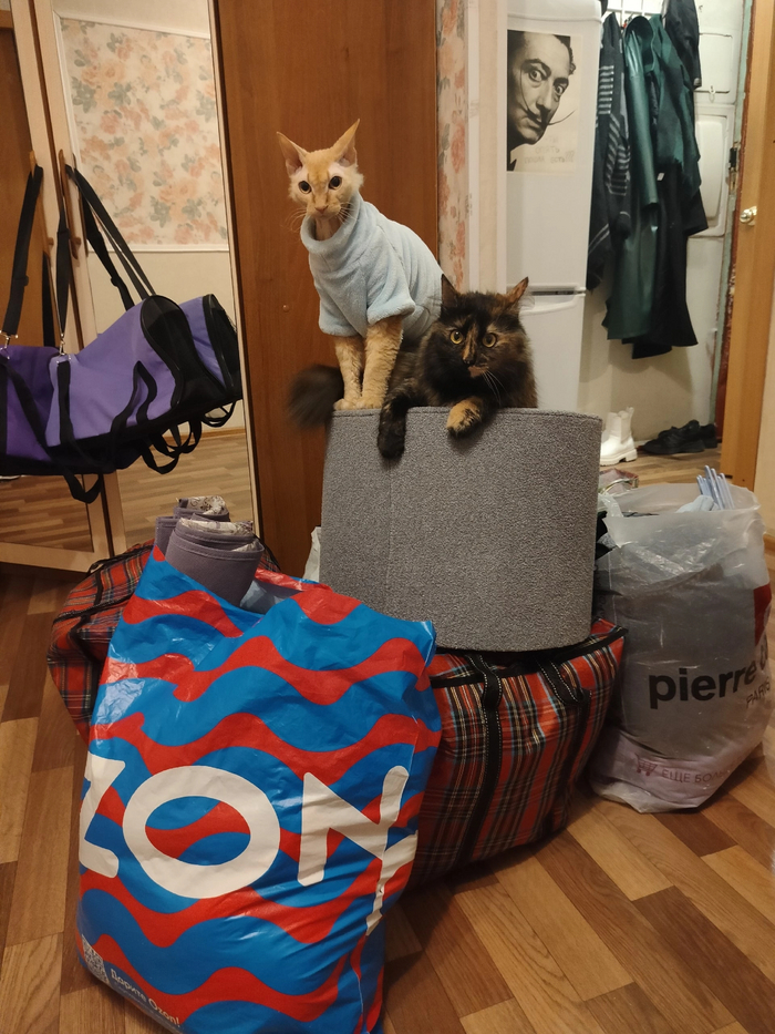 Это мои две дуры Юта и Джесси, которые думают, что мы просто опять переезжаем в новую съёмную квартиру