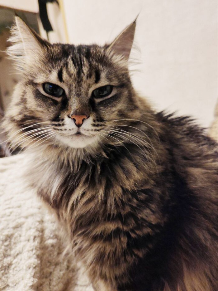 Это импозантный восьмилетний Мурзик, который спокойно живет с хозяином в своей квартире и знать не знает, что его покой скоро будет нарушен