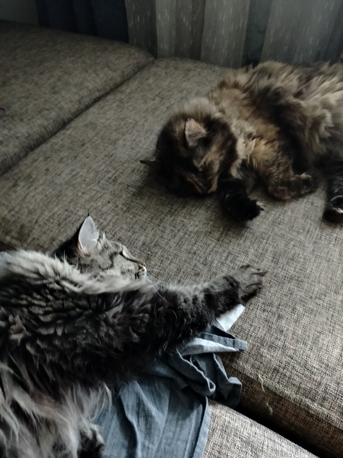 Джесси с Мурзиком даже завели привычку спать рядом с друг другом. В обнимку - никогда, но вот на таком расстоянии постоянно валяются. Приятели по покемарить