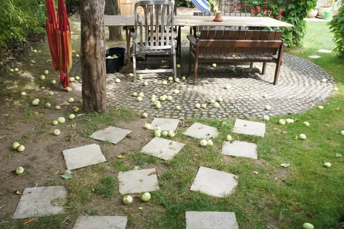 Under the apple tree in the garden - The photo, Garden, Apple apples