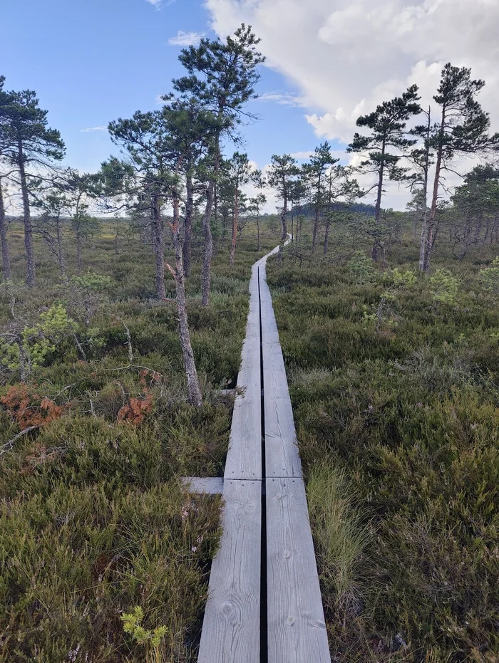 In the swamps - My, Nature, Swamp, Longpost