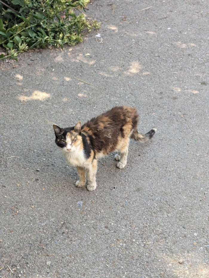 A homeless cat needs help. Ufa - My, Animals, Homeless animals, Overexposure, In good hands, Volunteering, Animal Rescue, Kindness, cat, Found a cat