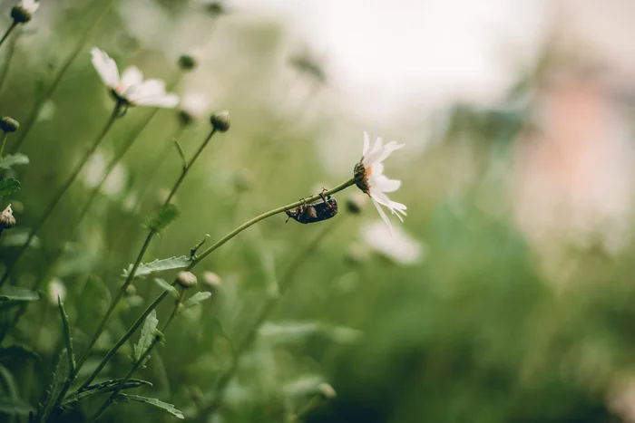 bug - My, The photo, Photographer, Macro photography, Жуки, Chamomile