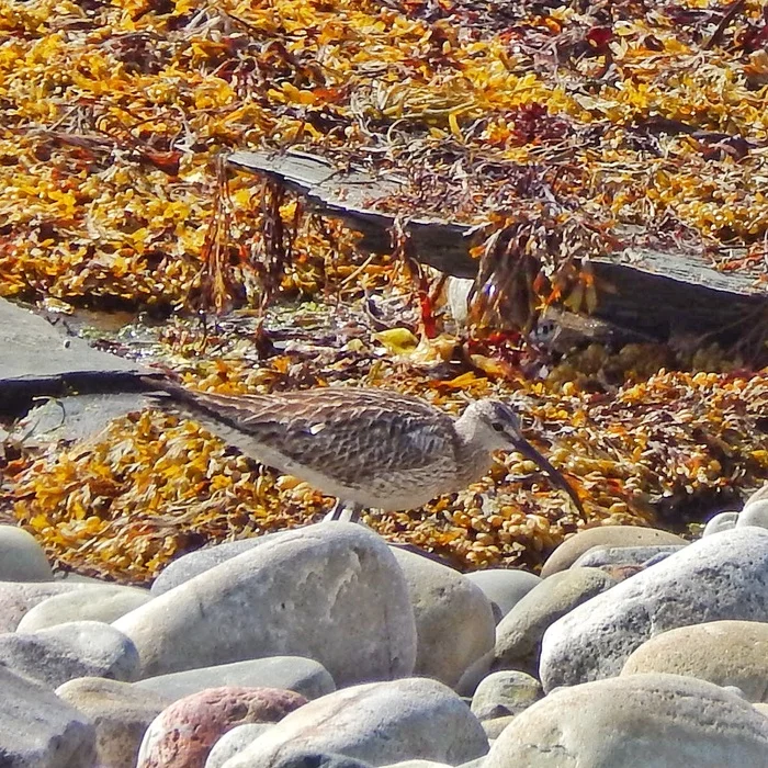 Curlew - My, Birds, North, The photo