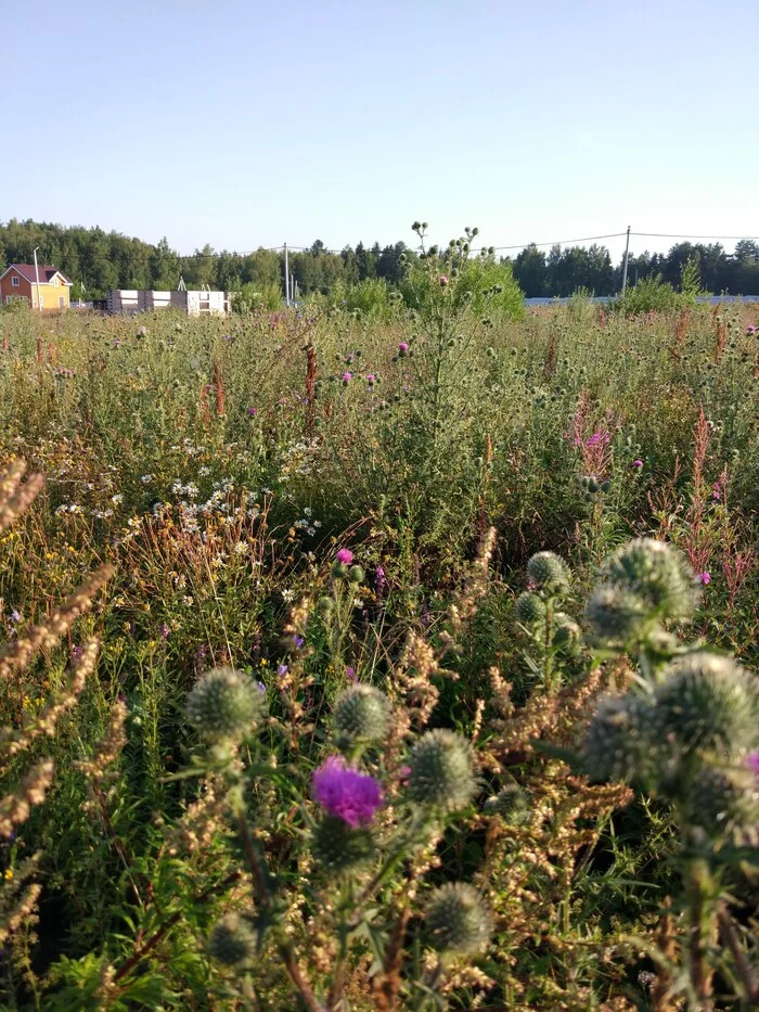 Forbs - My, Field, Flowers, beauty, Nature