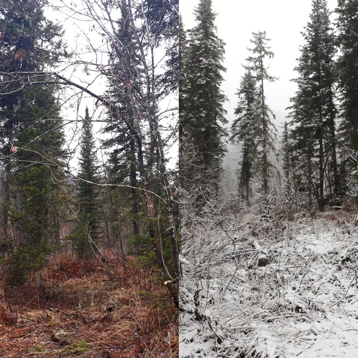 Dreams Come True - My, Dream, Forest, Winter, Hike, Mobile photography