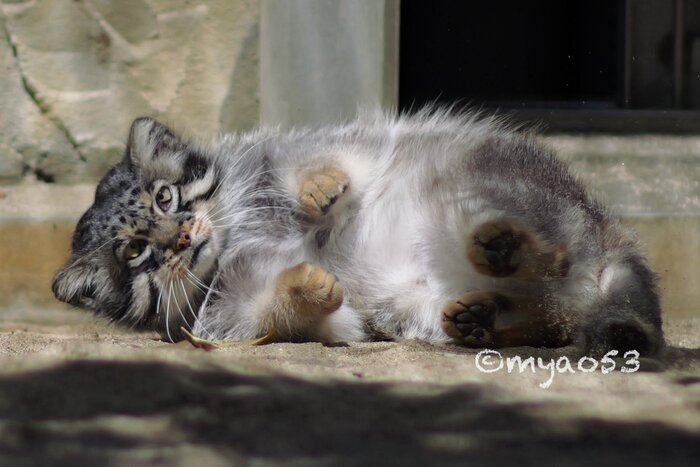 Ленивая зарядка делается лёжа...