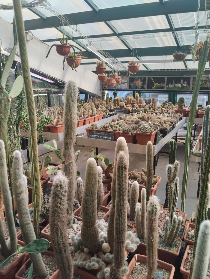 Succulent greenhouse - My, Cactus, Houseplants, Hobby, Plants, Find, Greenhouse, Botanical Garden, Moscow, Succulents, Gardening, Longpost