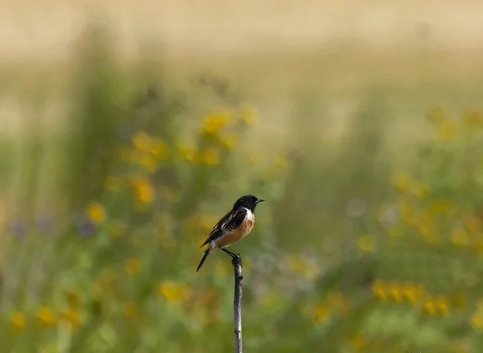 All sorts of different things - My, Photo hunting, The nature of Russia, Birds, Ornithology League, Nature, Steppe, Hobby, LPR, Donbass, Predator birds, Bird watching, Longpost, The photo