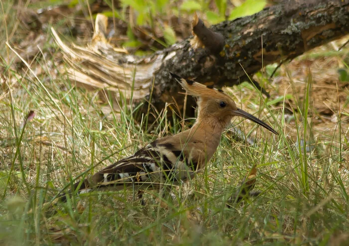 Where are the worms? - My, Photo hunting, The nature of Russia, Birds, Nature, LPR, wildlife, Donbass, Steppe, Summer, Hobby