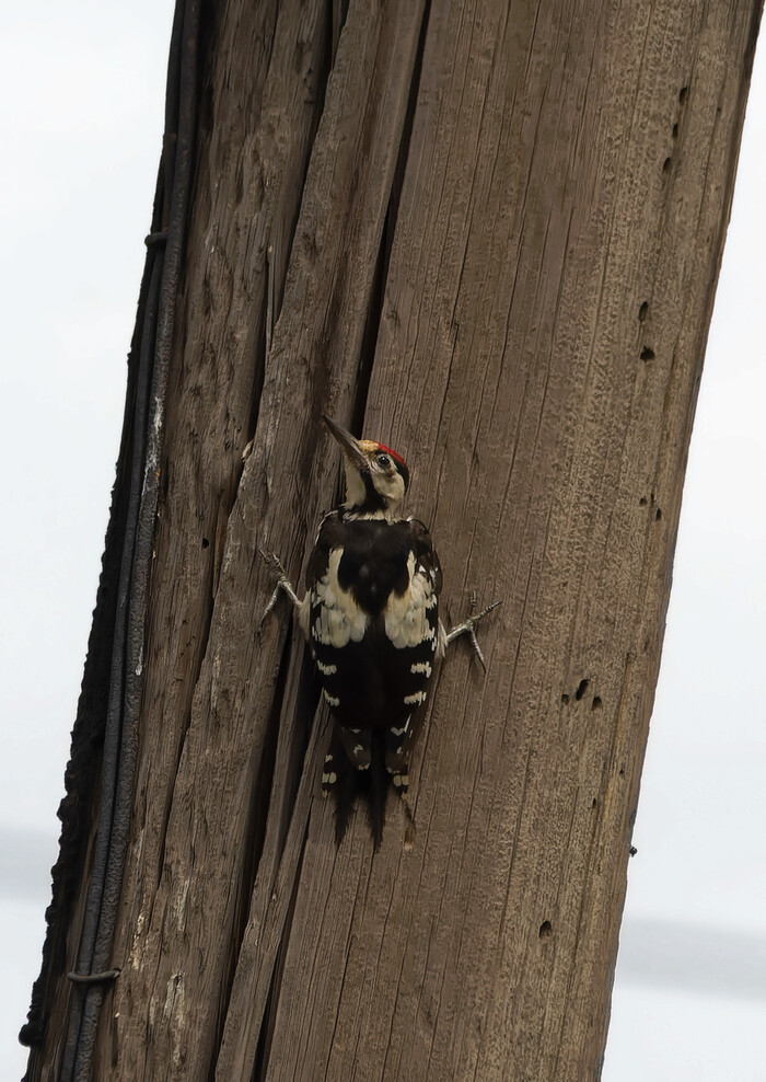 Это не горизонт завален, а Л-образная опора ЛЭП