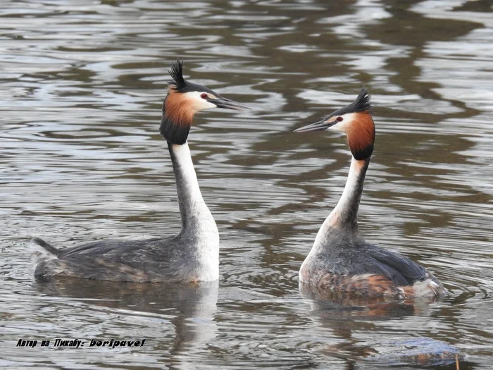 Great Grebe - the grace of a swan on the water, the grace of a penguin on land. Valdai 2024 - My, Bird watching, Chomga, Great grebe, Waterfowl, Ornithology, Valdai, Lake Valdai, Travels, Travel across Russia, Tourism, The nature of Russia, 2024, The photo, Youtube, Video, Longpost