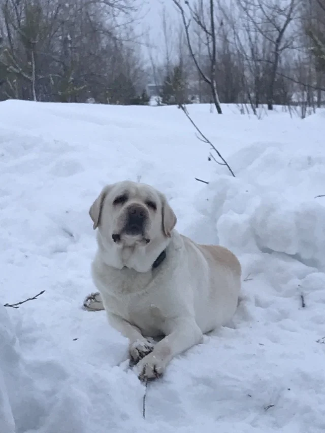 Dog of the day #dogs - Dog, Pets, Walk, The photo, Winter