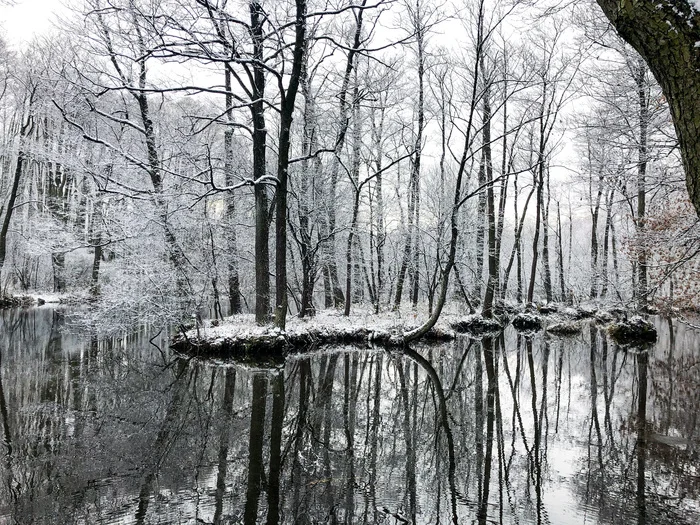 Reflection - My, The photo, Forest, Mobile photography, Lake, Winter, Reflection