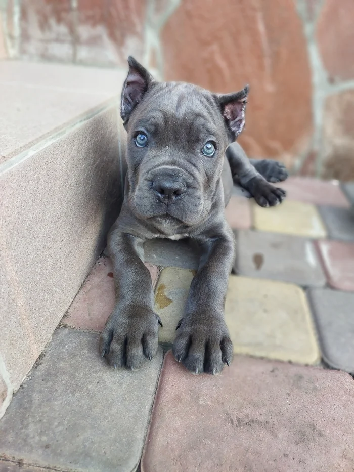 Cane Corso 3-4 months old how fast are you growing - My, Krasnodar, Cane Corso, Dog, Longpost, The photo, A selection