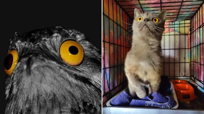 It turned out that I saved not a cat, but a nightjar - My, cat, Animal Rescue, Nightjar, Humor, Eyes