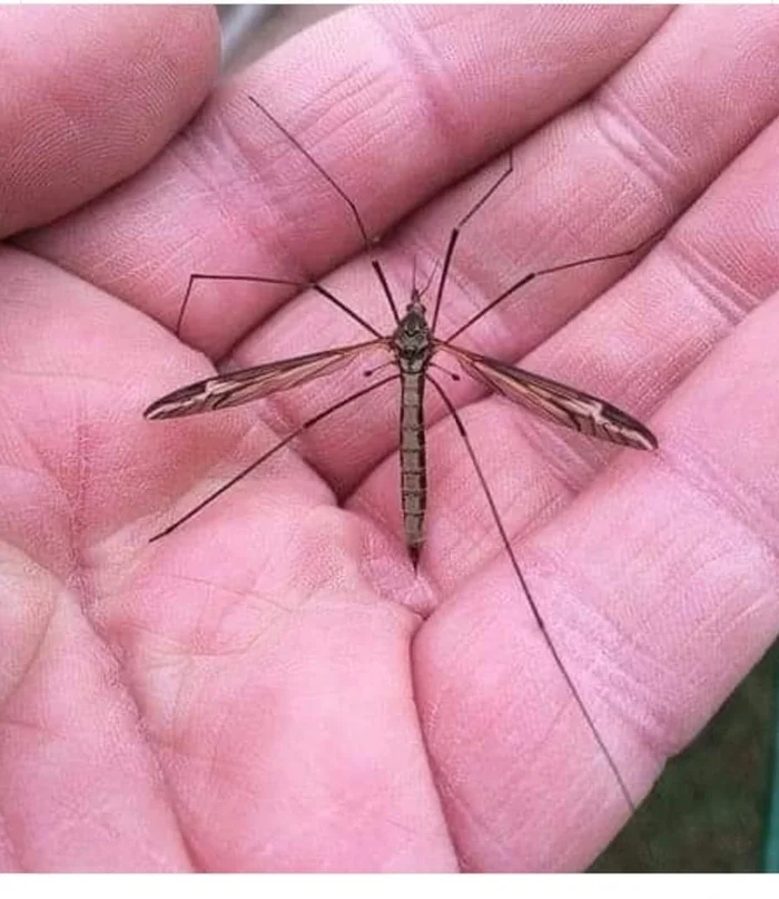 Nature and man - Insects, Nature, The science, Person, Mosquitoes