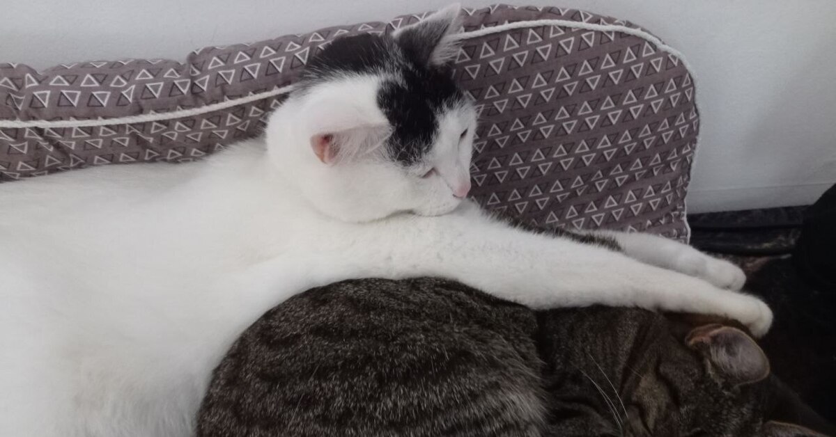 Милый котопазл | Пикабу