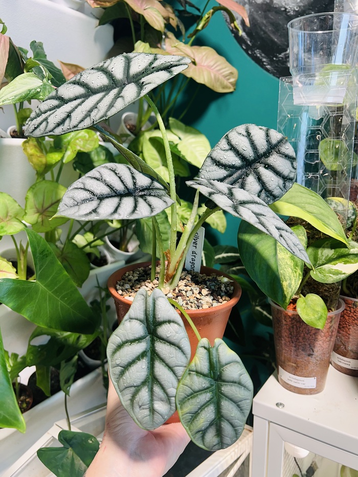 Silver dragon. Очень простая в содержании алоказия, без проблем держит много листьев