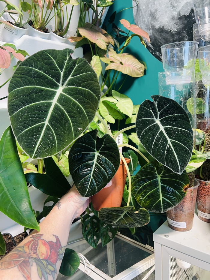 Black velvet. Требует повышенной влажности, иначе бархатные листья будут сохнуть по краям