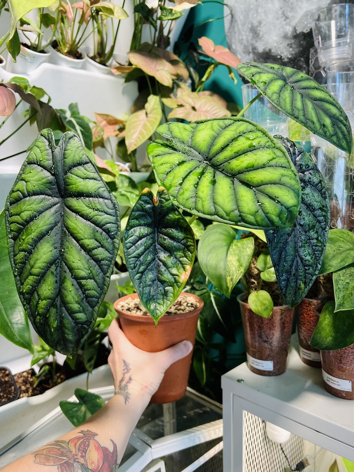 Dragon scale. Эта тоже голландская. Два года парила мне мозги, отсушивая края. Скинула все листья и только после этого начала хорошо расти