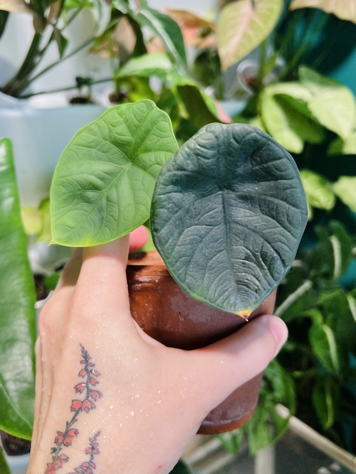 Chaii. Ух, и капризная она, ужас просто. Прошлой весной купила клубень, вот так выглядит сейчас.