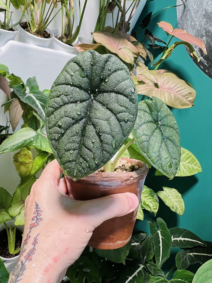 Melo. Почему то очень медленно растет. Листья феерически плотные и фактурные, как из пластика