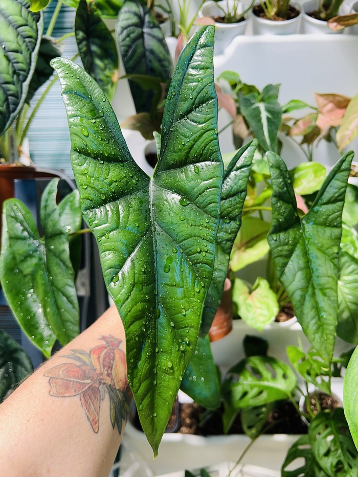 Simpo. Из прошлогоднего клубня.