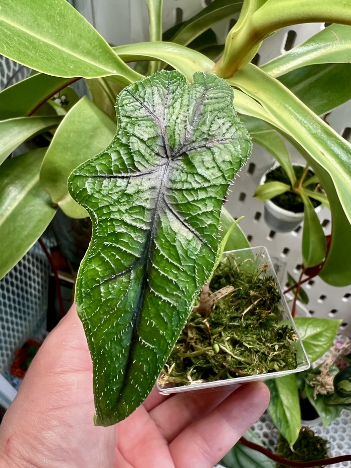 Jacline из апрельского клубня