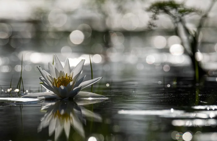 White water lily - Water lily, Astrakhan Region, The photo, Plants, Flowers, beauty, wildlife